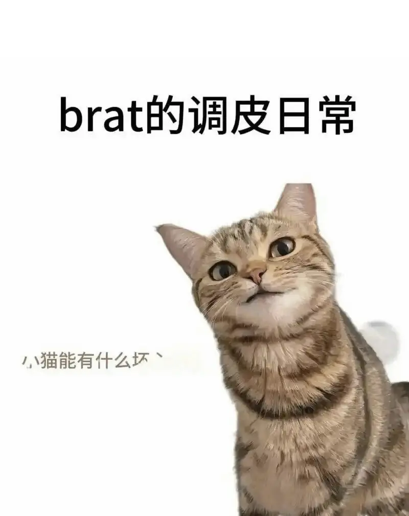 西檬之家k9犬系是什么? 一